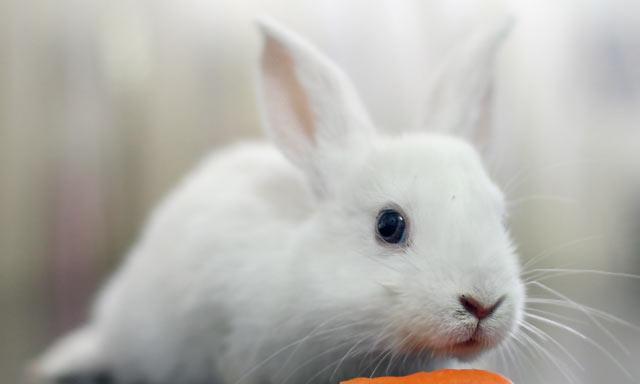 兔肉美食之旅（探索兔肉文化，品味独特味道）