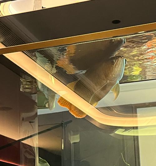 银龙鱼与其他鱼类混养的最佳选择（探索与银龙鱼相宜的合作伙伴鱼类，打造和谐水族箱生态环境）