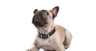 法国斗牛犬（探索法国斗牛犬体型演变的关键时刻和原因）