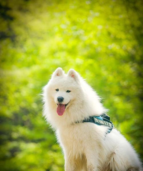萨摩耶的理想饮食（为你的萨摩耶提供均衡营养和健康饮食的关键）