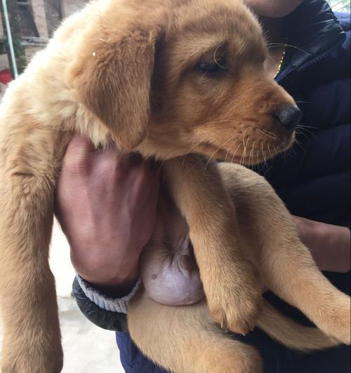 揭秘狗为何喜欢揉肚子的原因（狗狗揉肚子的欢乐和意义）