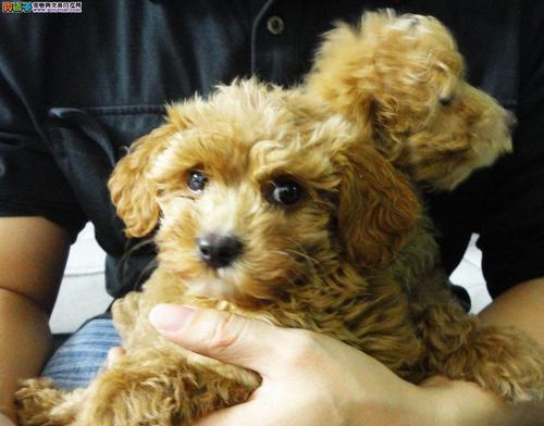 泰迪犬的价格分析（探讨泰迪犬价格的因素及市场趋势）