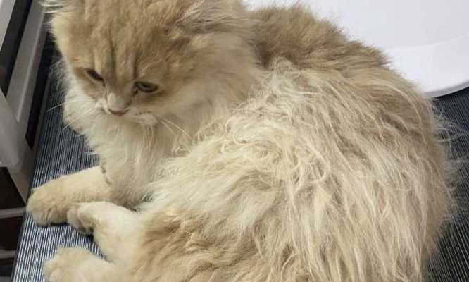 猫毛色的油亮与饮食有关吗？（揭秘猫咪毛色油亮的饮食要点）