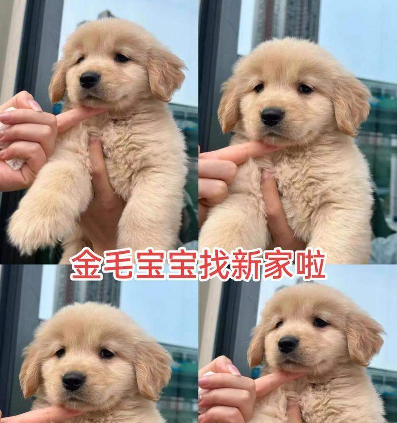 金毛幼犬适合吃的水果有哪些？（了解金毛幼犬的饮食需求，为它们选择适合的水果）