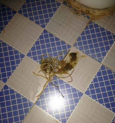 揭秘狗狗体内的细长虫子（探究引发狗狗肠道问题的罪魁祸首）