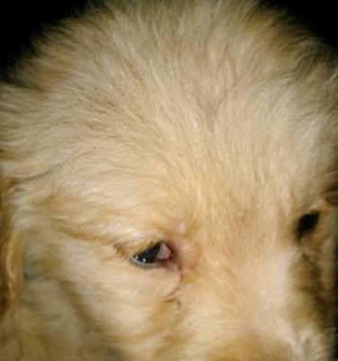 金毛反胃的症状与处理方法（了解金毛反胃的症状及如何应对，帮助你的爱犬保持健康）