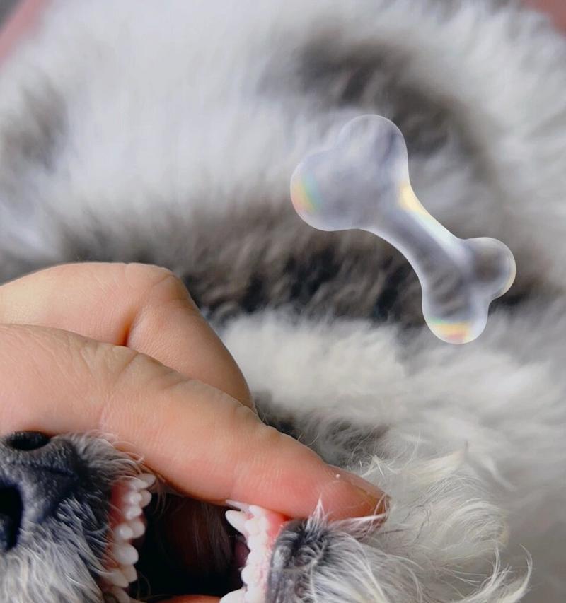 狗牙齿上长硬硬的东西究竟是什么？（揭秘狗牙齿上的坚固物质，了解狗牙齿健康的重要性）