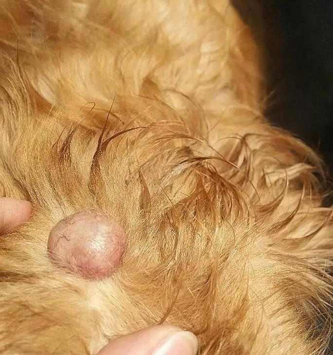 了解狗得淋巴癌的常见症状（掌握狗得淋巴癌的早期征兆及临床表现）