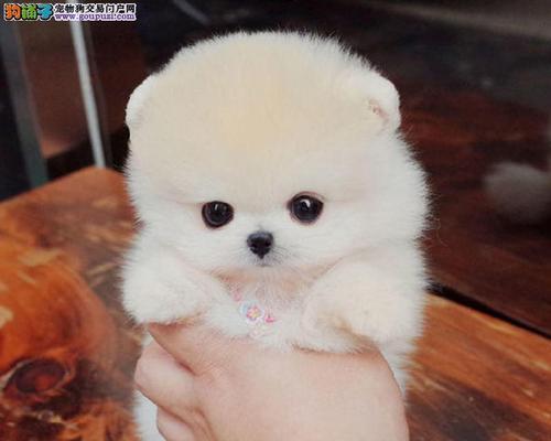 探索以俊介为主题的多样品种（以俊介）