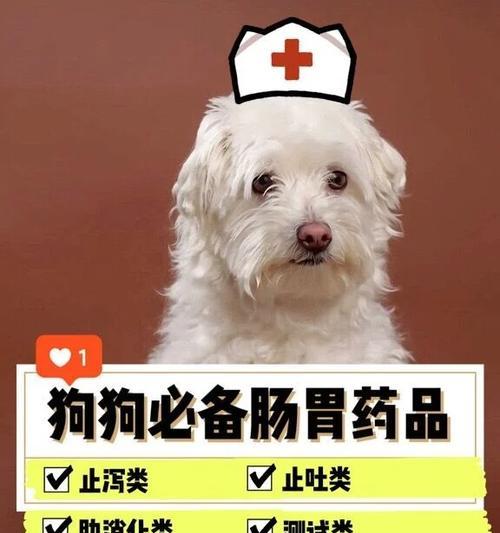 狗狗食欲亢进引发的消化问题及处理方法（为宠物犬选择合适药物缓解过度进食带来的消化不适）