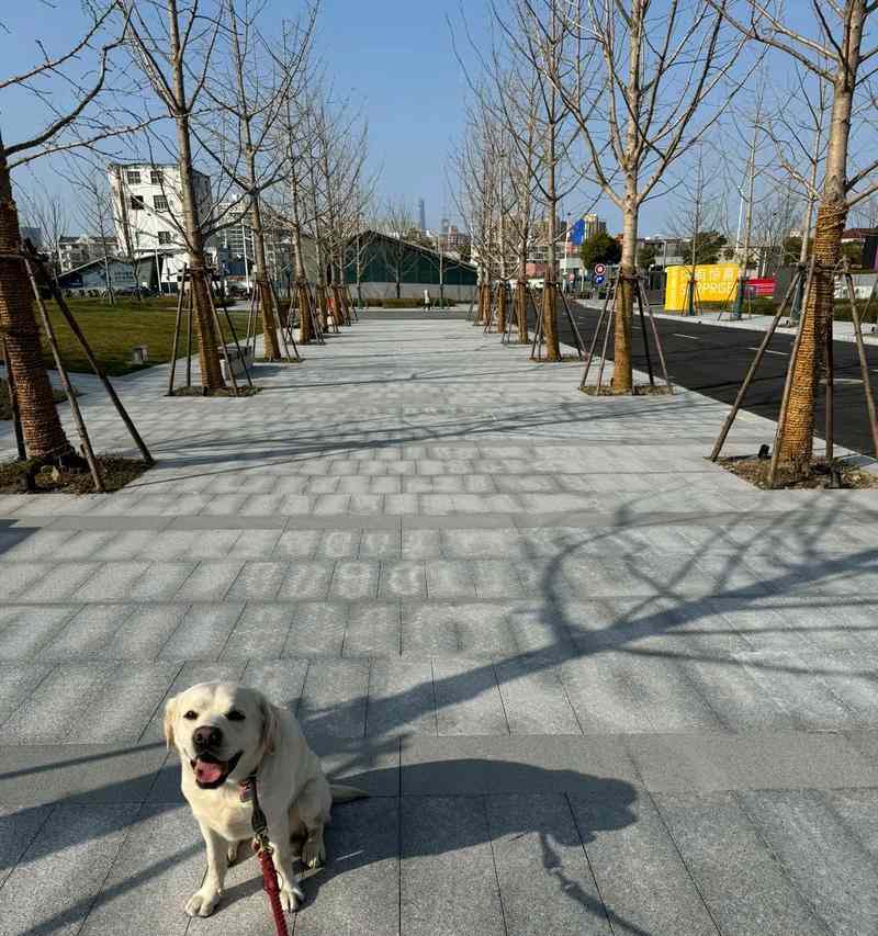 40天拉布拉多的饮食指南（科学搭配食物，让您的拉布拉多健康成长）