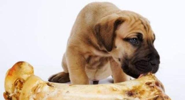 小狗受伤后如何处理？（选择正确的药物来帮助小狗恢复健康）