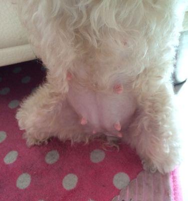 狗狗怀孕化了——生命的奇迹（了解狗狗怀孕化了的原因与影响）