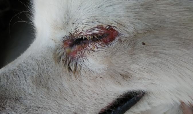 狗狗眼屎的颜色正常吗？（了解狗狗眼屎的颜色变化及其健康意义）