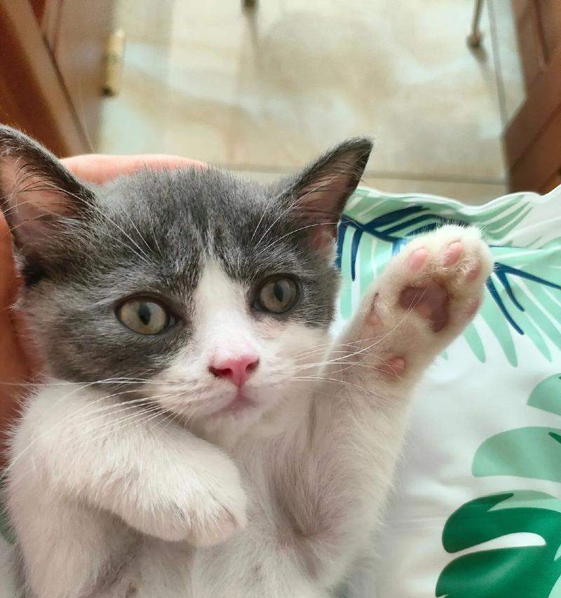 猫的居家生活剖析（揭秘猫咪的“家居日常”，寻找猫咪的乐趣与需求）