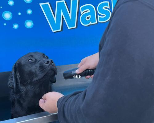 拉布拉多清洗秘籍（掌握正确方法，让你的拉布拉多宠物清洗无忧）