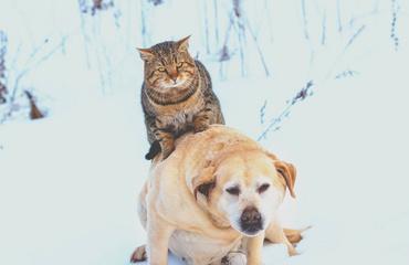 奇幻世界中的猫狗之谜（探索天上下猫与狗的奇幻秘密）