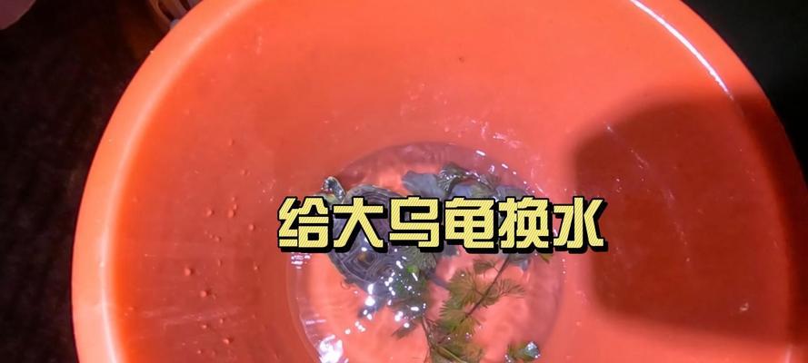乌龟水质意义深远（探索乌龟水质的重要性及影响因素）