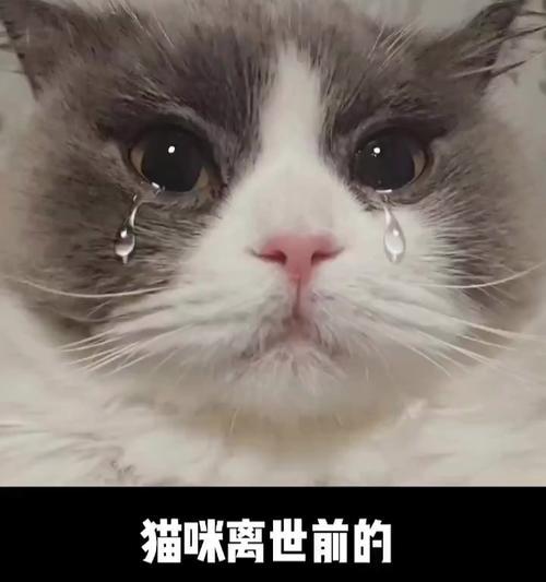 白鼻子猫的预兆（解读白鼻子猫的神秘预兆，与你的猫咪更亲近）