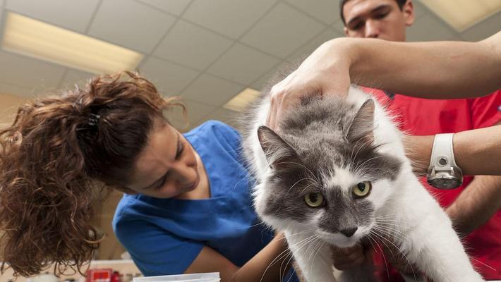 小猫去医院检查身体健康的重要性（了解小猫健康状况，预防疾病，提前发现问题）