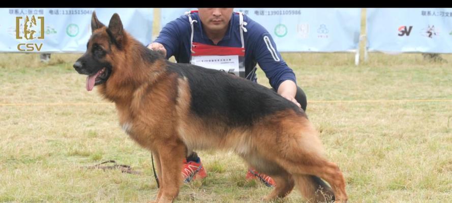 探寻自贡最好的德牧种公名字的奥秘（寻找完美德牧种公，关注这个！）