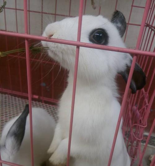 熊猫兔冬天的饮食习惯（探索熊猫兔在寒冷季节的食物选择）