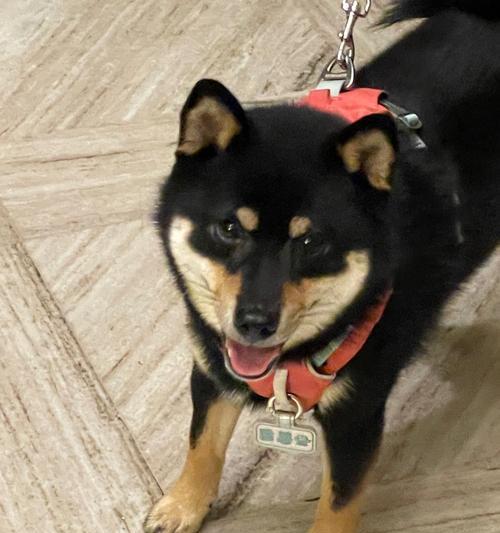 小花狗，可爱的小伙伴（探索小花狗的特点和魅力）