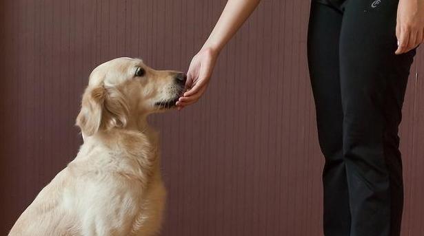 训狗最佳时机探讨（如何选择适合训狗的时间段）