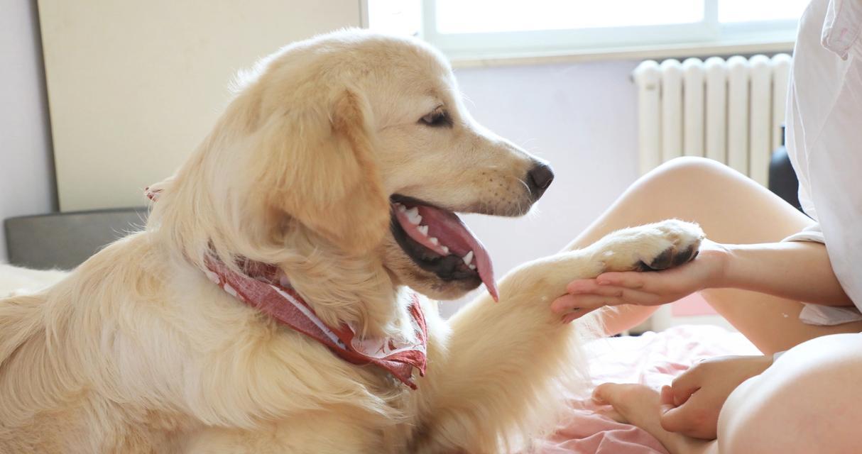 揭秘狗狗不停添嘴巴的原因（了解为什么狗狗会不断舔嘴巴，如何应对）