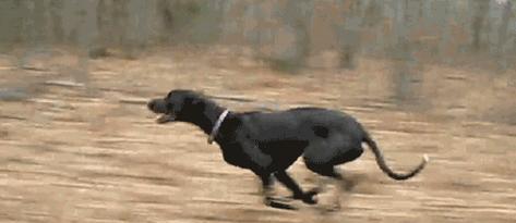 为什么以泰迪狗断尾？（探讨泰迪狗断尾背后的原因与影响）