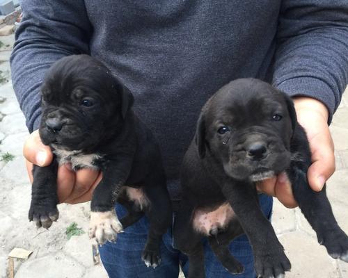 探究以卡斯罗公母的区别及其意义（解析以卡斯罗公母的特征与应用）