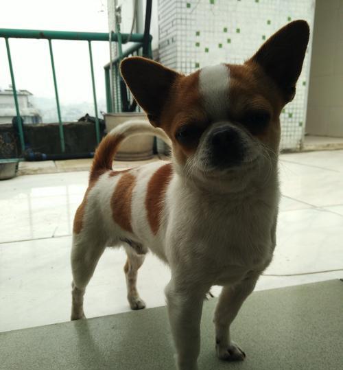 齐娃娃狗（探索这种独特的品种，解读齐娃娃狗的特点、习性和护理要点）