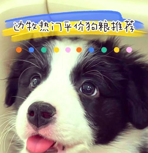 边牧狗粮选择与饮食习惯（如何选择适合边牧的狗粮和养成良好的饮食习惯）