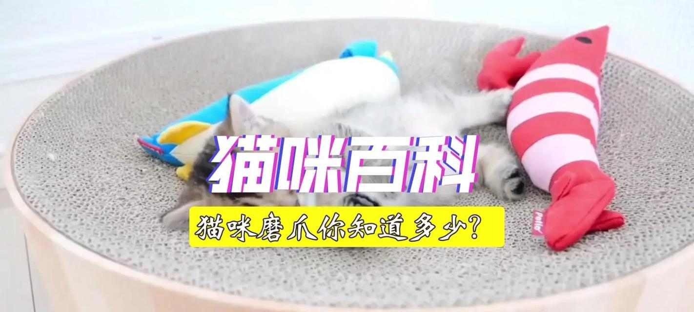 如何选择合适的猫咪磨爪工具