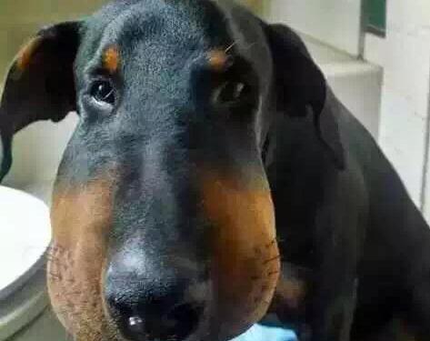 狗狗为什么不喜欢亲亲？（探索狗狗不喜欢亲亲的原因及解决方法）