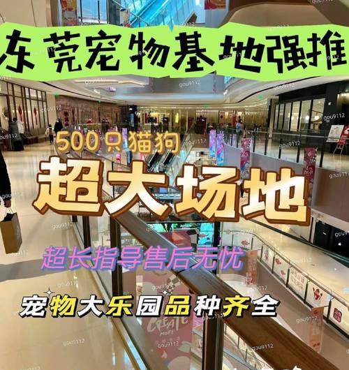 探寻博美犬的价值所在（博美犬）