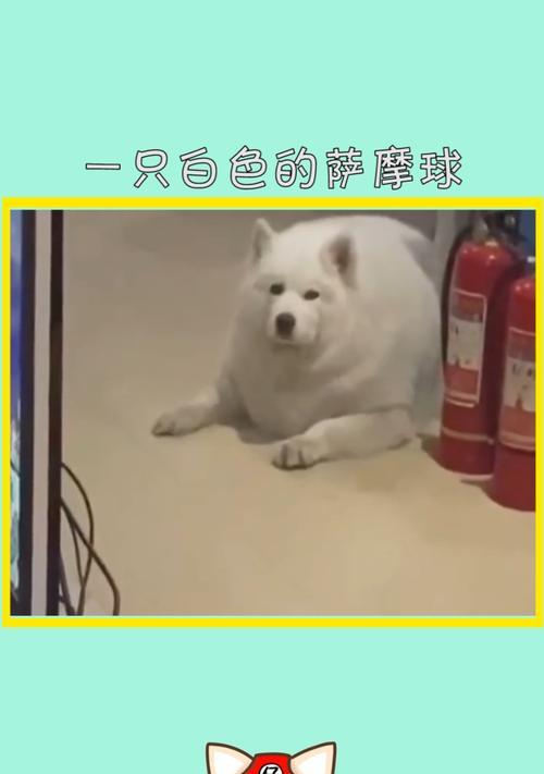 为何萨摩不爱玩球（探寻萨摩独特的游戏偏好）