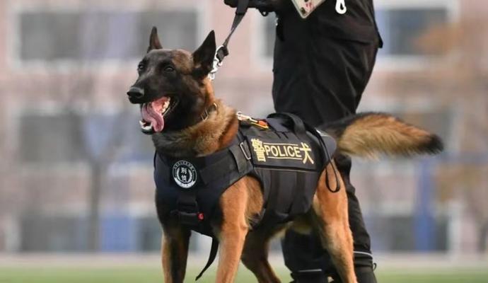 以军犬（种类多样、训练严格，以军犬助力军队使命）