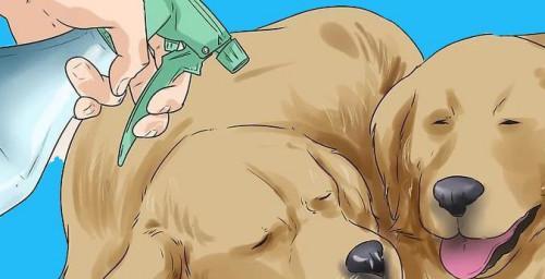 如何防止狗狗打架——建立和谐的犬群关系（培养社交技巧，预防犬只冲突）