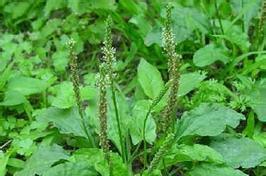 兔子的饮食（兔子喜欢吃哪些青草？）