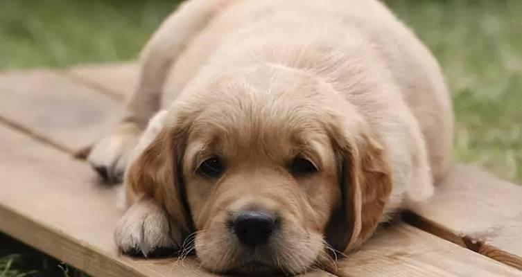 为什么狗狗不听主人的？（探究狗狗不听主人的原因及解决方法）