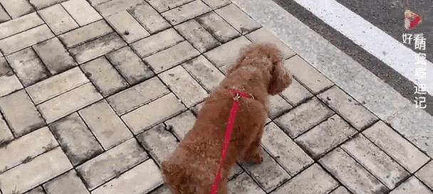 胆小的狗为什么会变得凶恶？（探究胆小狗凶恶行为背后的原因及解决方法）