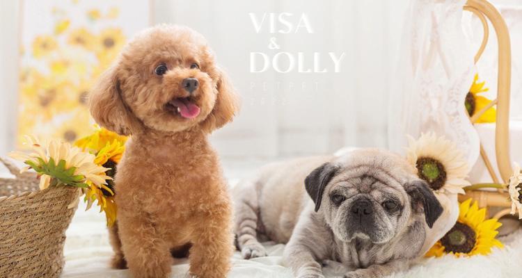 2017年最流行的宠物犬品种（探索当年备受宠爱的宠物犬种类及其魅力）