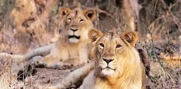 近亲繁殖是否适合作为宠物的繁育方式（探讨近亲繁殖对宠物健康和遗传的影响）