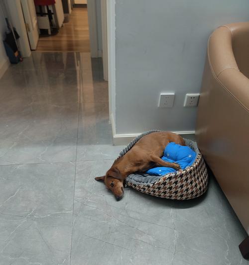 遇见友善巨型犬（令人放心的伴侣，）