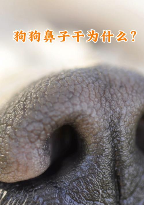 狗狗鼻子干燥的原因及应对方法（探索狗狗鼻子干燥的背后原因，以及如何保持它的湿润）