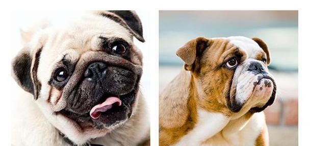 英斗与法斗（了解英斗与法斗，选择适合你的伙伴）