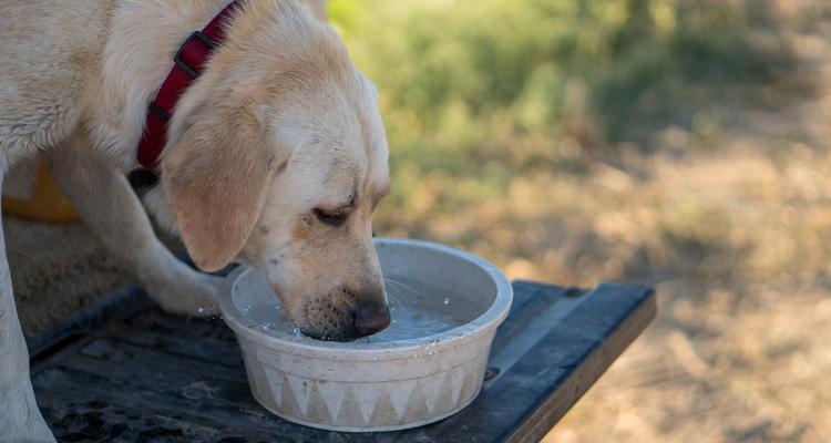 小狗喝水的重要性（探索小狗喝水的习惯及保持其健康的关键）