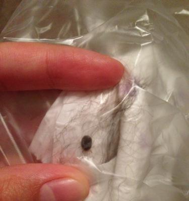 揭秘狗身上的虫——宠物健康必知（了解常见的狗身上寄生虫，保障宠物健康）