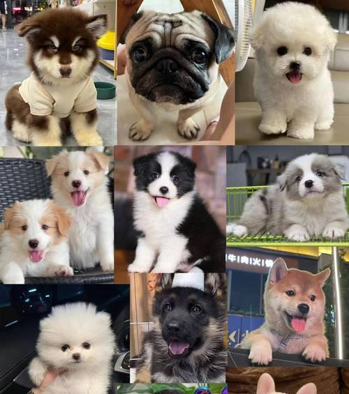 寻找最经济实惠的大型犬（挑选适合预算有限的宠物伙伴）